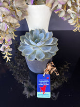 Load image into Gallery viewer, DOG EMERGENCY 2 pk. premium key tags - in case of emergency - contact card - my pet is home alone - dog home alone - key chain - plastic